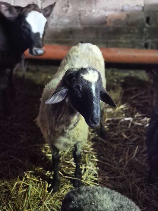 Schimb cu oaie sau berbec Ieduta metis de anglonubian cu alpina franceză