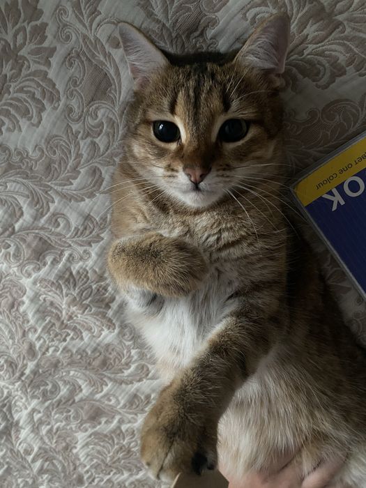 Отдам кота в хорошие руки