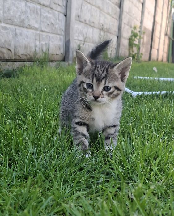 Donez 3 pui pisica de 3 saptamani.