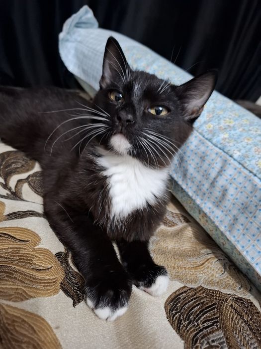 Отдам кошку в добрые руки