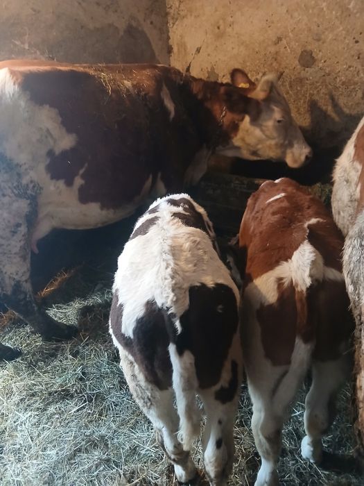 Vaca si vitei baltati