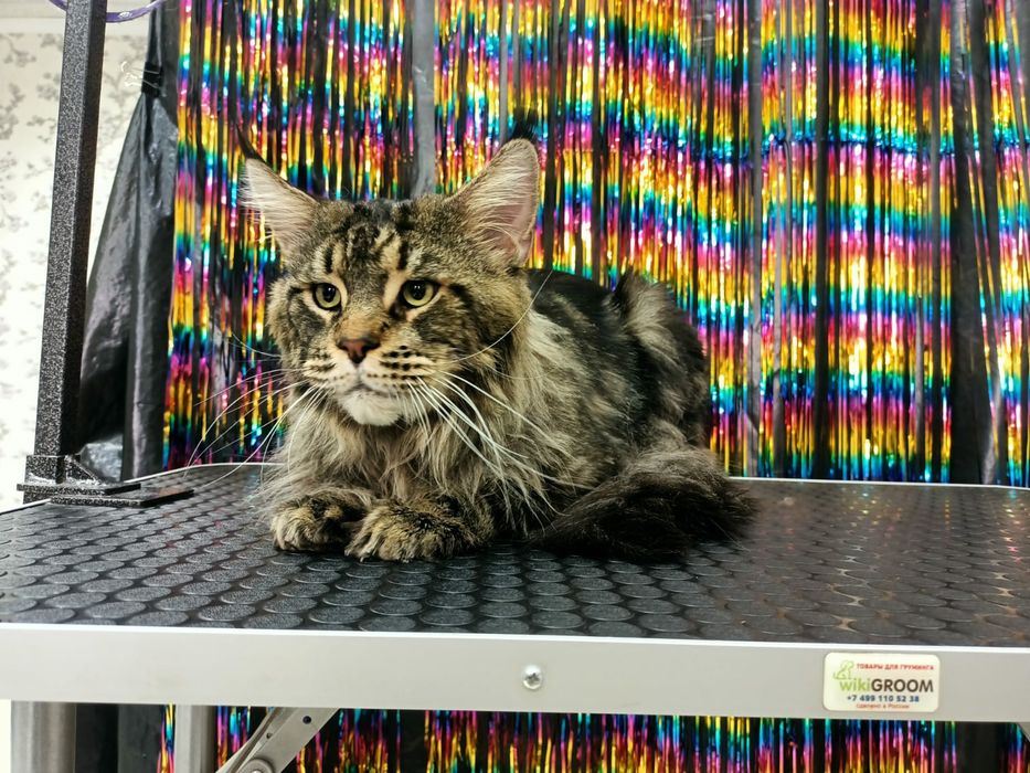 Кот мейн-кун для вязки