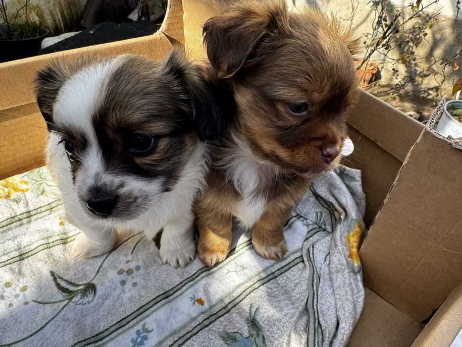 Caine metis pechinez talie mica