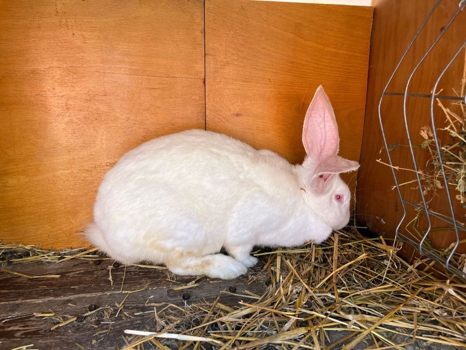 Vând iepuroaica fluture german