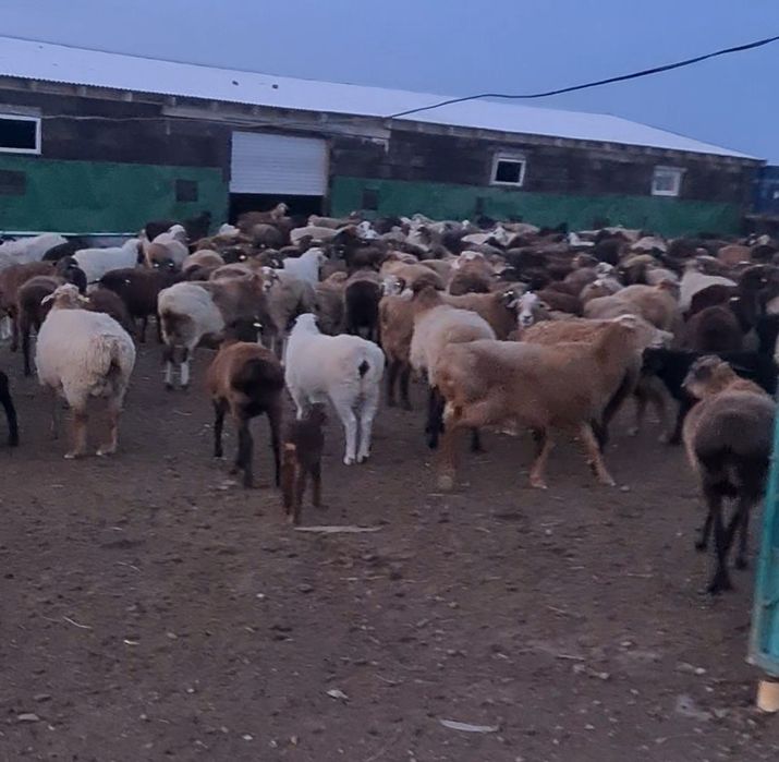 Пасу-выпас Кои баран Овец  багам.