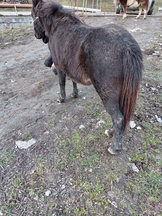 Vând poneiță gestantă