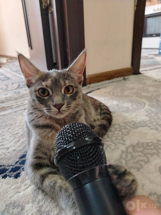 Mushuk tekinga beriladi qiz bola,