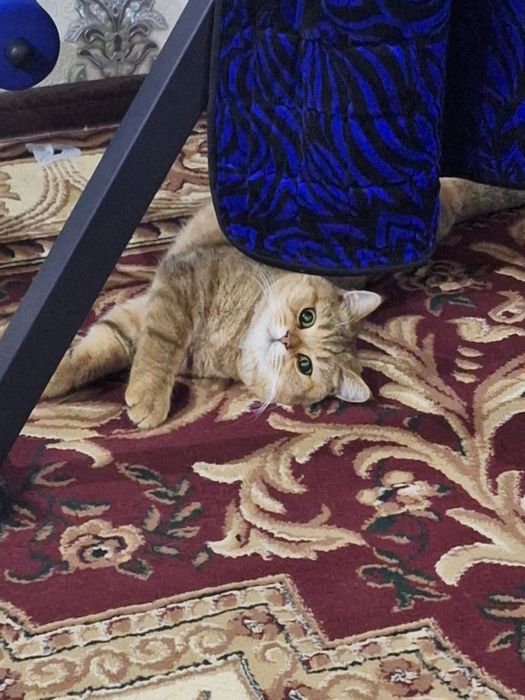 Вяскага  британский скотш фолд nasl olish uchun