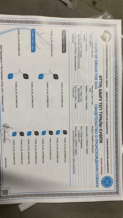 Ягдтерьер кобель 3 года вяска