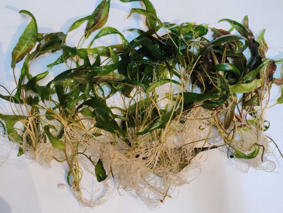 Plante acvariu de vanzare