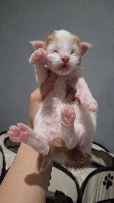 Рассрочка /Мейн куны из питомника бронь