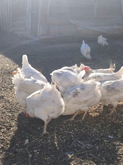 Куры несушки белые породы "Легорн"