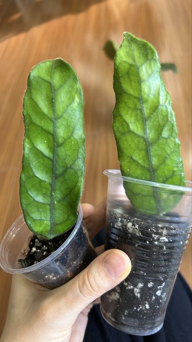 Хойя вилоза лонг