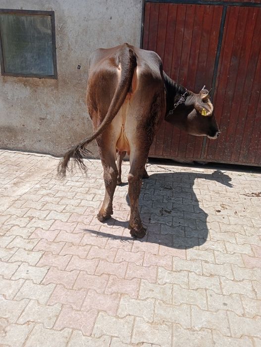 vand vaca de fatat
