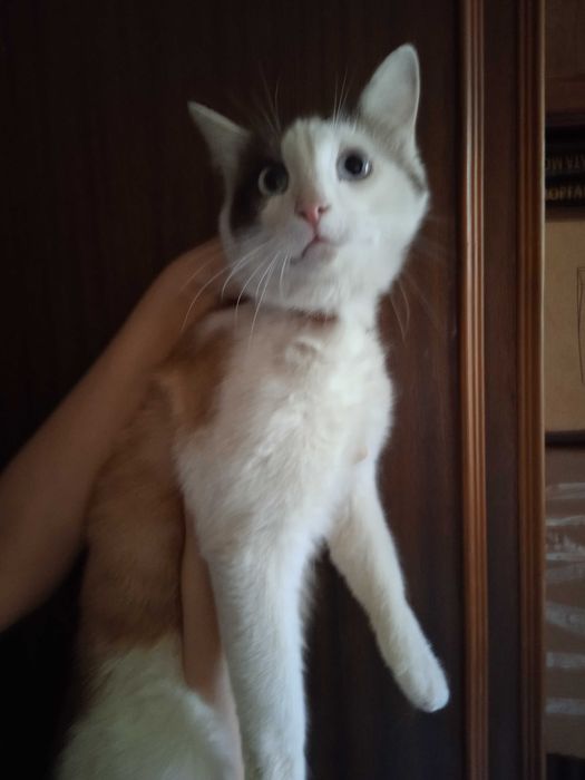 Рыжий, голубоглазый котик, кастрирован, 1 год.