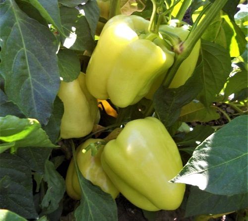 Rasaduri de ardei gras galben Karola Agrosel