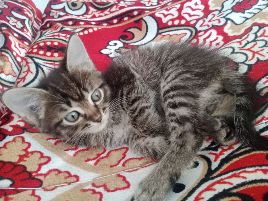 Котенок (1.5 месяц)