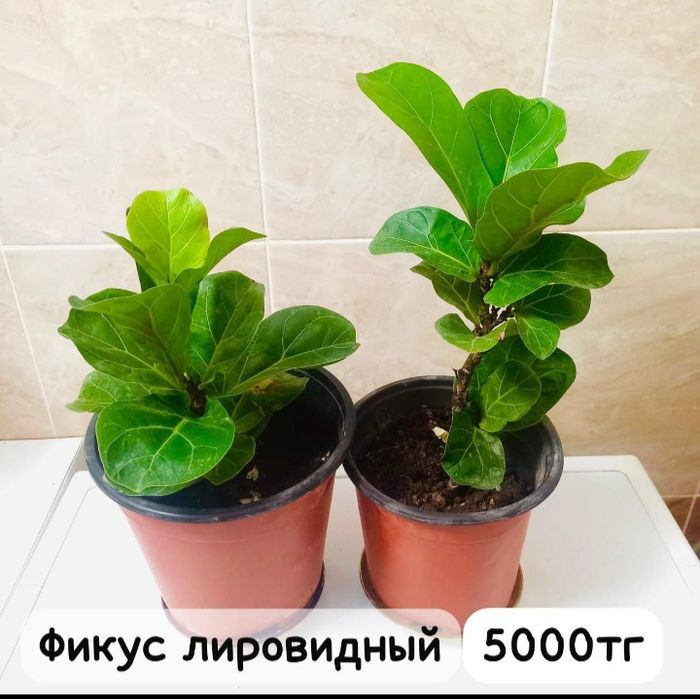 Комнатние растения