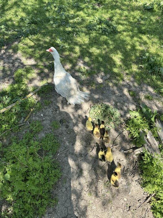 Rata cu 8 boboci Muscovy ducks  oua de rata
