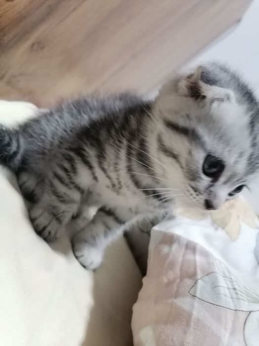 Toza qon Scottish Fold, 2 oylik, o‘g‘il bola, juda shirin