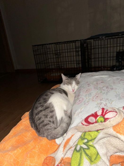 Отдадим кота в заботливые руки