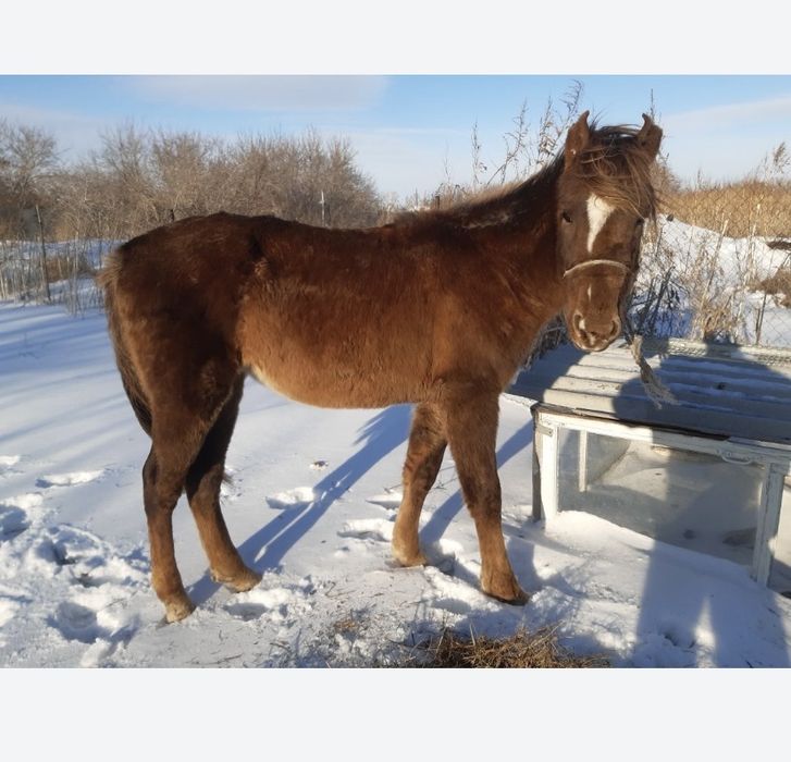 Обмен айфон на жабаге