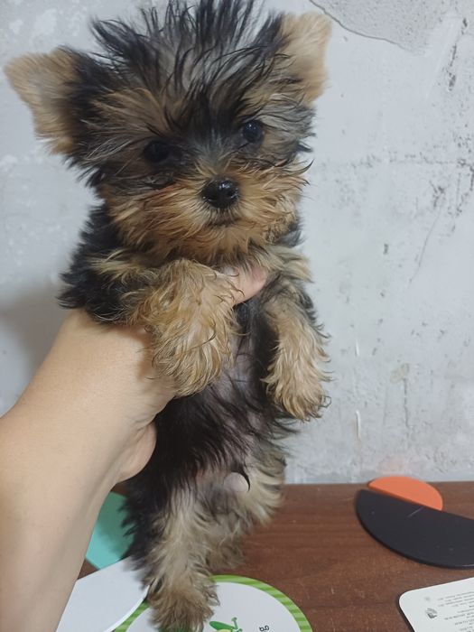 Йоркширский терьер.  Миник.