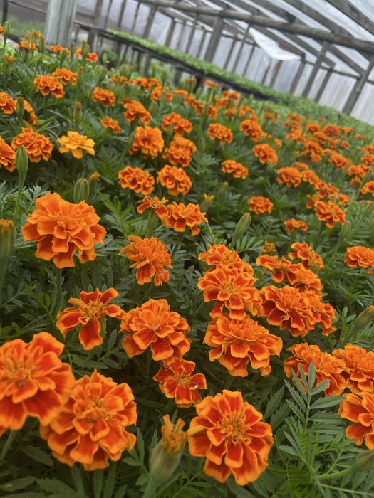 Рассада цветы петуния