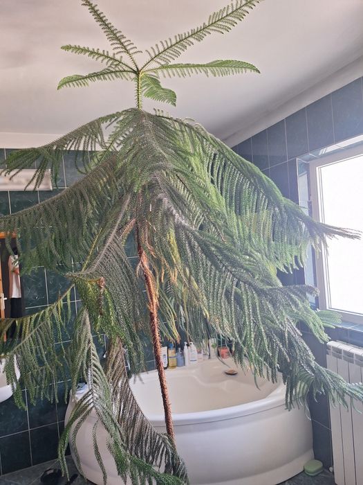 Vând conifer ornamental in ghiveci  Înălțime 2,30 metri