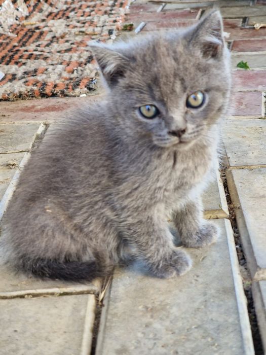 British shorthair