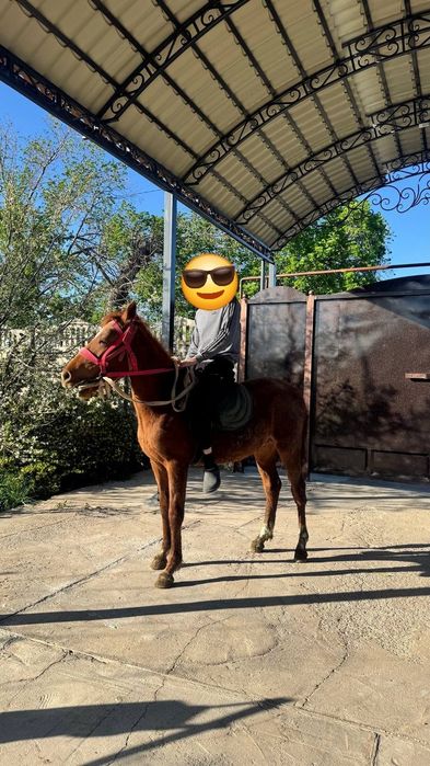 Продам лошадь  тай кунан