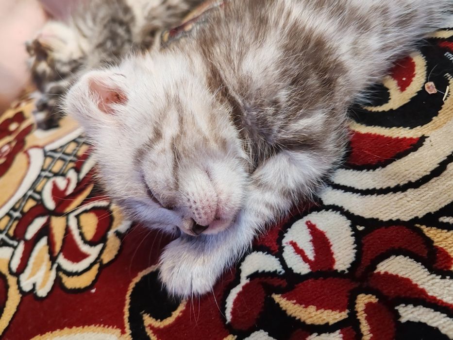 Пародистый красавец мальчик