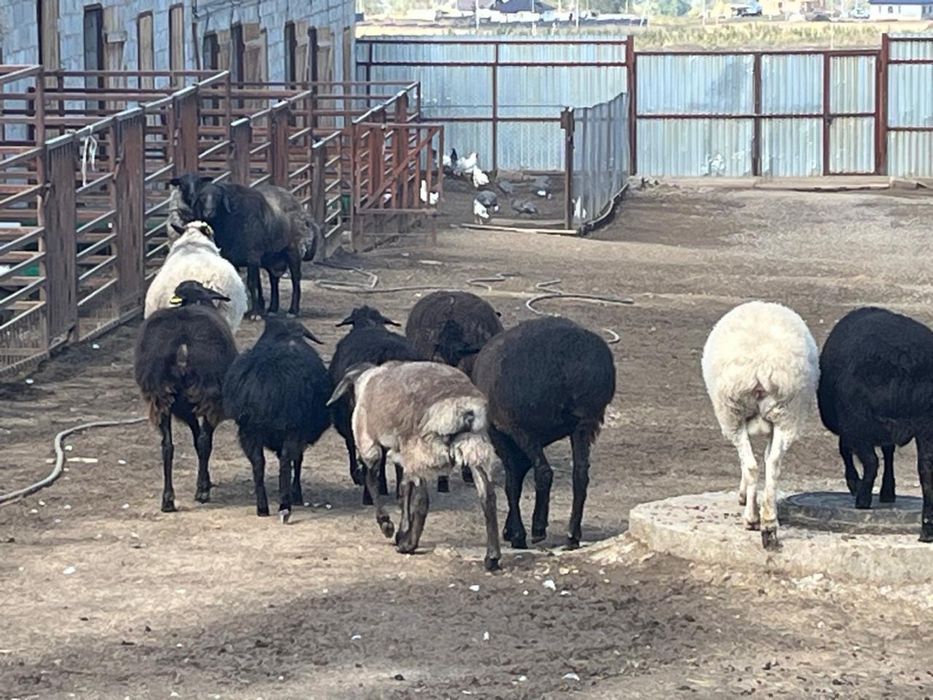 Продажа баранов