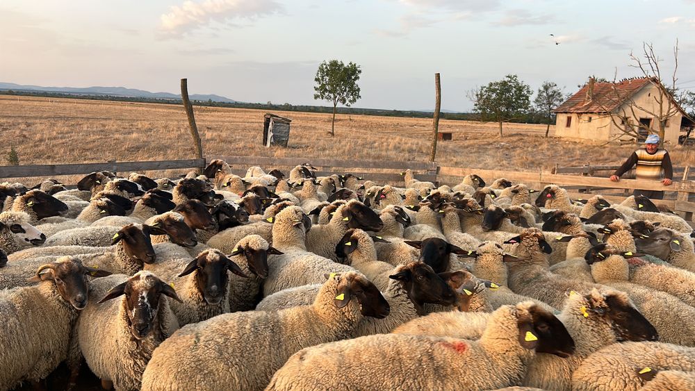 Vând oi țigăi pentru reproductie