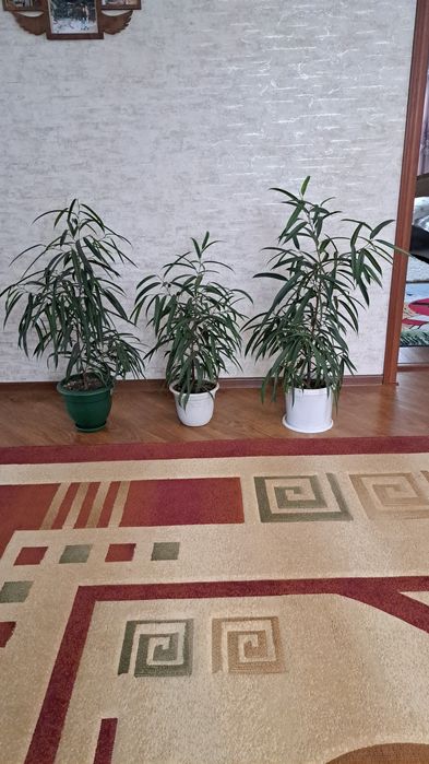 Цветы комнатные разные