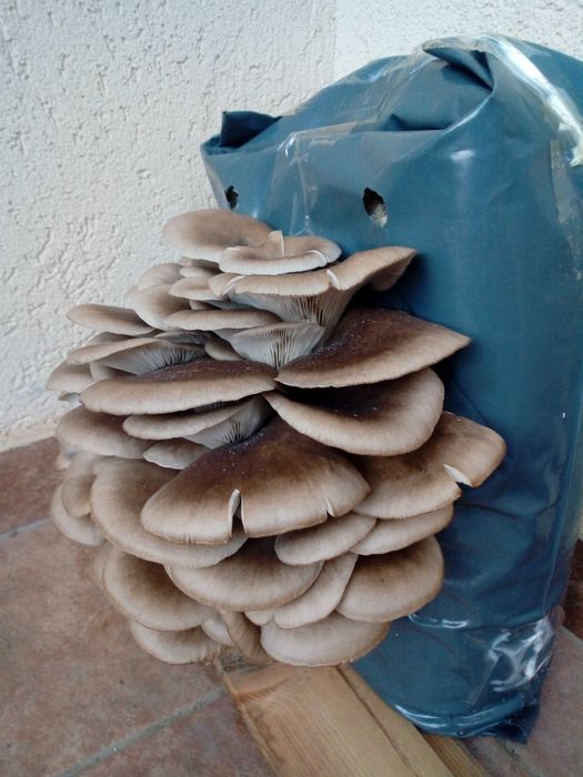 Kit complet-Cultiva Pleurotus acasa,