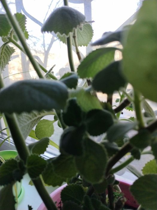 Комнатное растение