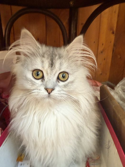 Британска дългокосместна сребърна чинчила