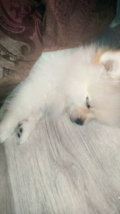 Продам щенка шпица