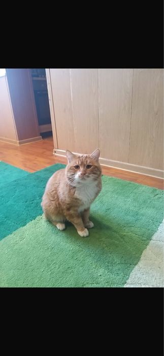 Кот на вязку курильский бобтейл