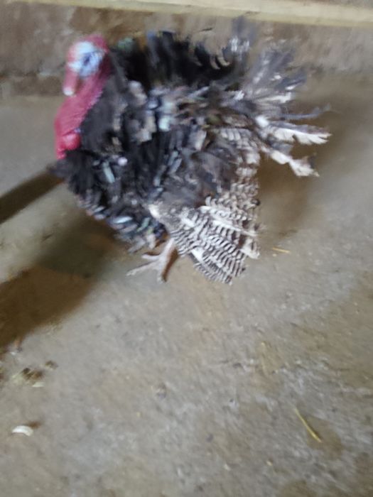 Ундук коразы сатылады