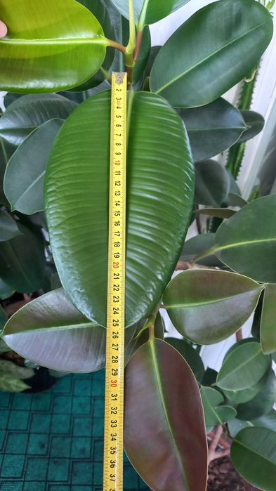 Фикус каучуконосный "Робуста" 1,75 м