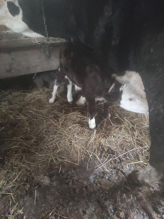 Vand vițel de 2 săptămâni