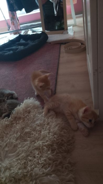 Donez pisici de o lună și 2 sapt