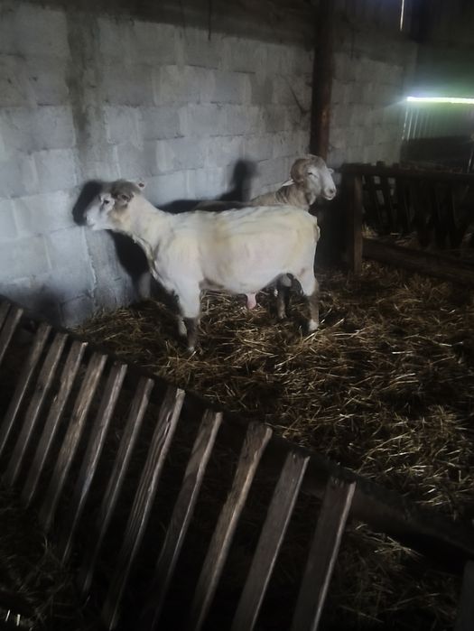 Berbec îl de France original