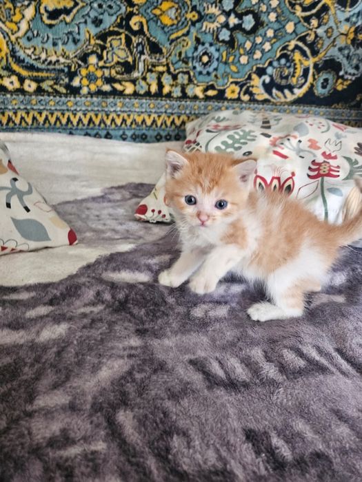 Котенок бесплатно