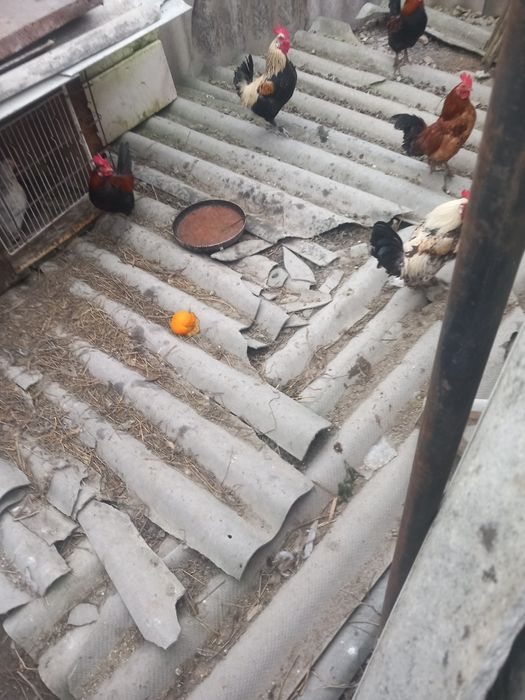 vând puicuțe și cocoși americani