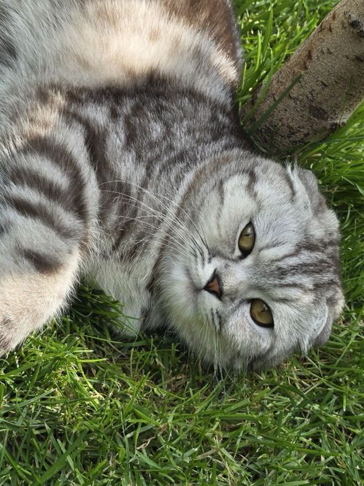 Шиншилла, Скотиш Фолд вяскага