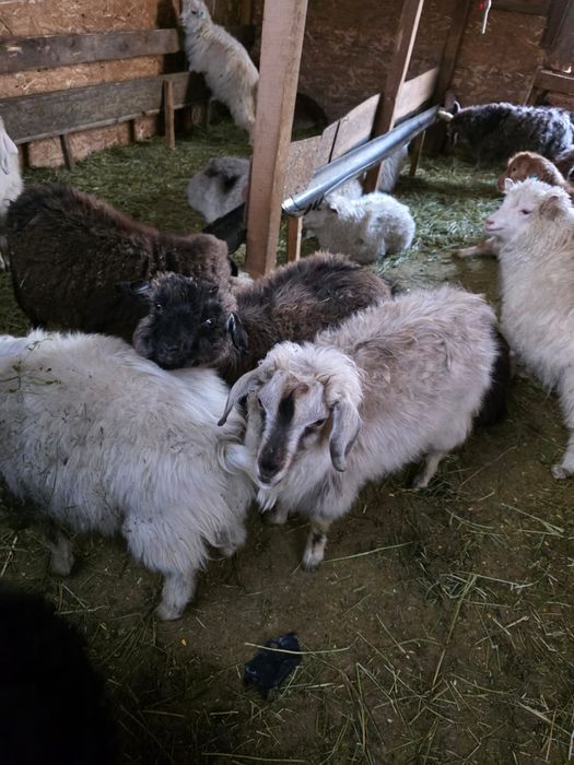 Барана и  козы от 25 до 85 тысяч