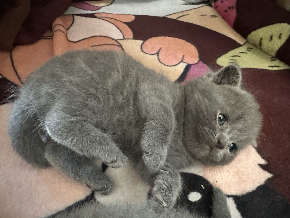 Скотиш фолд мушукчалар сотилади